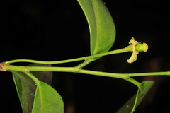 Drypetes venusta